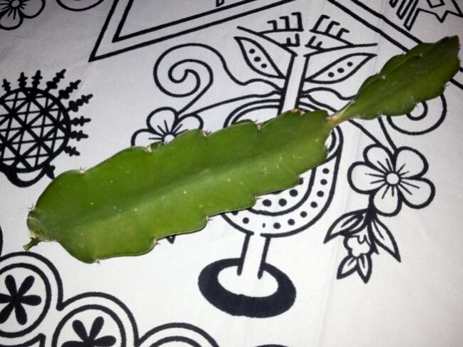 Name:  Unknown cacti.jpg
Views: 1168
Size:  53.5 KB