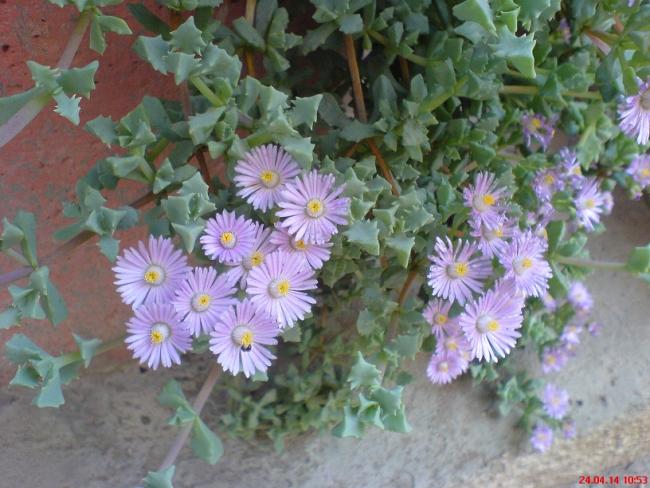 Name:  075.jpg
Views: 3964
Size:  54.9 KB