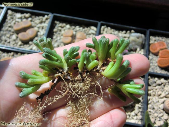 Name:  Neohenricia sibbettii_001.jpg
Views: 2990
Size:  55.1 KB