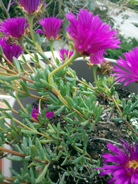 Name:  Name this plant.jpg
Views: 4494
Size:  63.0 KB