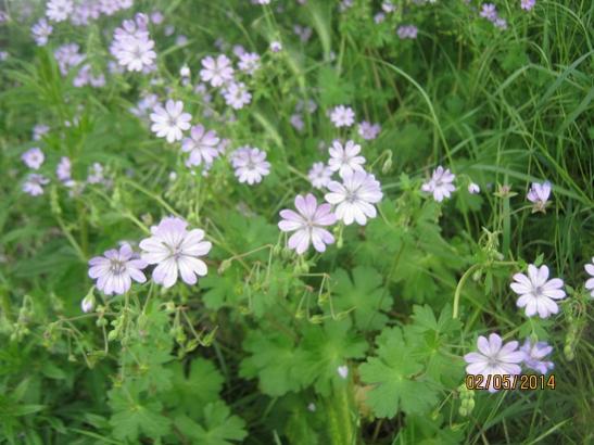 Name:  nedir1.jpg
Views: 1204
Size:  42.9 KB
