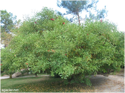 Name:  bunedir6.jpg
Views: 2231
Size:  57.5 KB