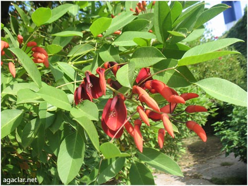 Name:  bunedir7.jpg
Views: 2156
Size:  55.3 KB