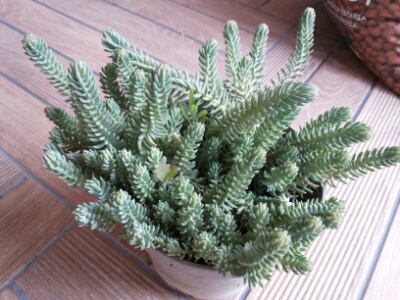 Name:  Sedum .jpg
Views: 815
Size:  64.6 KB