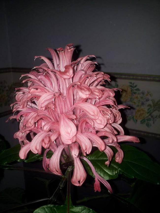 Name:  10384728_719182368125016_8884701929752483857_n.jpg
Views: 3111
Size:  62.3 KB