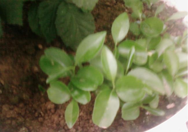 Name:  Fotoraf3218.jpg
Views: 1484
Size:  27.8 KB