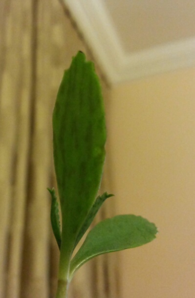 Name:  Patterned underleaf.jpg
Views: 752
Size:  47.2 KB
