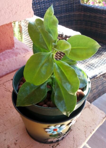 Name:  Name the plant.jpg
Views: 687
Size:  38.9 KB