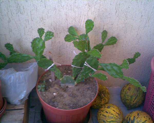 Name:  Image00008.jpg
Views: 2083
Size:  35.2 KB