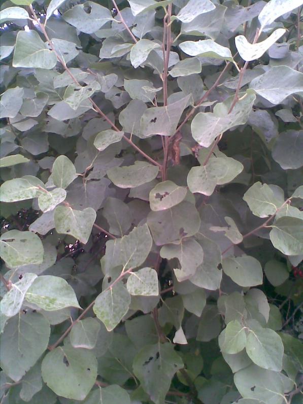 Name:  Grnt005.jpg
Views: 1494
Size:  70.3 KB