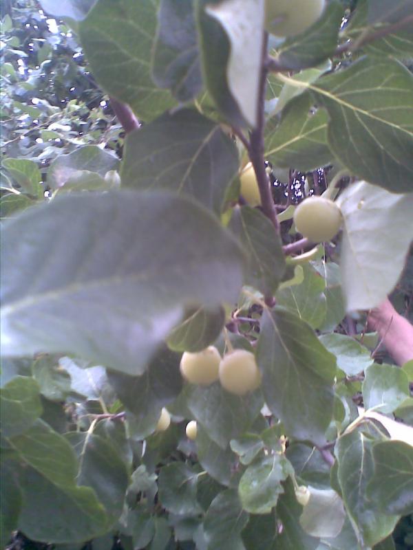 Name:  Grnt006.jpg
Views: 1620
Size:  53.0 KB