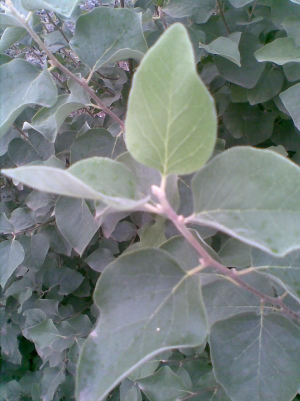 Name:  Grnt009.jpg
Views: 1546
Size:  54.1 KB