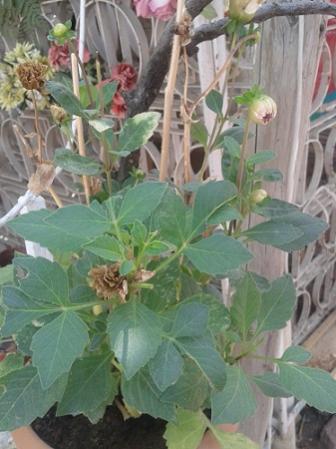 Name:  20140905_132046.jpg
Views: 5498
Size:  28.6 KB