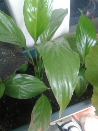Name:  20140905_132013.jpg
Views: 5694
Size:  20.9 KB