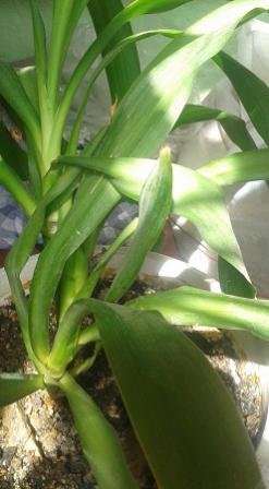 Name:  ahtapot iei.jpg
Views: 1777
Size:  19.8 KB