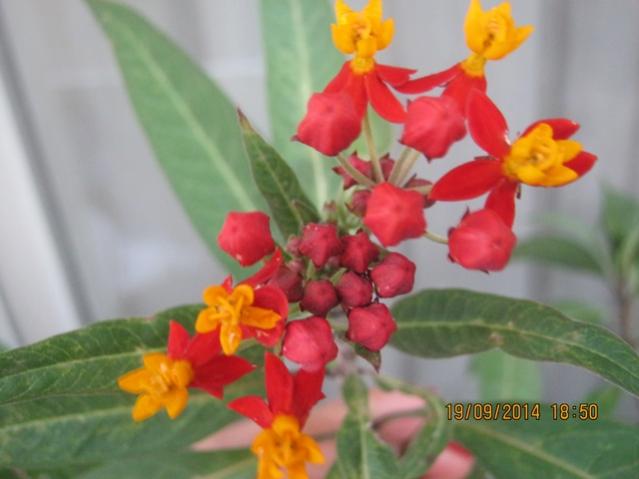 Name:  IMG_0003.jpg
Views: 1391
Size:  31.0 KB