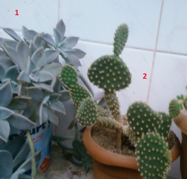 Name:  Fotoraf3314.jpg
Views: 909
Size:  35.9 KB