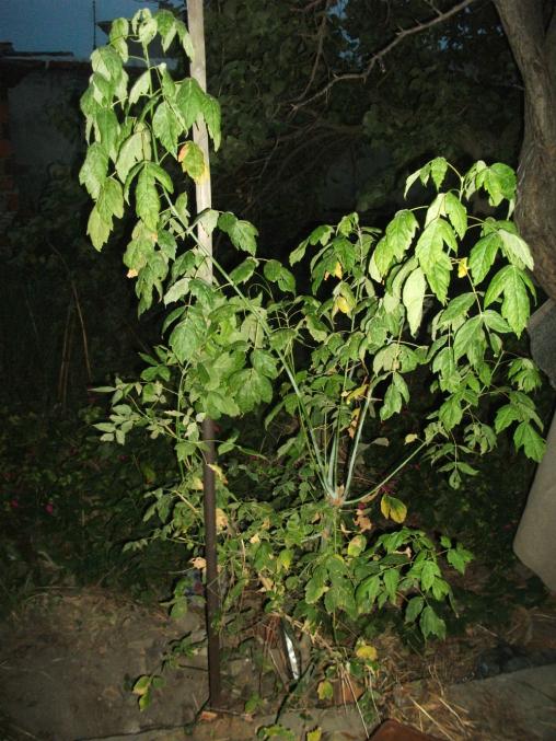 Name:  agac1.jpg
Views: 4668
Size:  75.9 KB