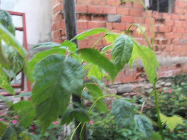 Name:  agac2.jpg
Views: 4686
Size:  44.0 KB