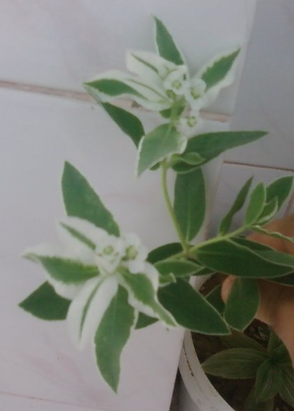 Name:  Fotoraf3399.jpg
Views: 2978
Size:  42.0 KB