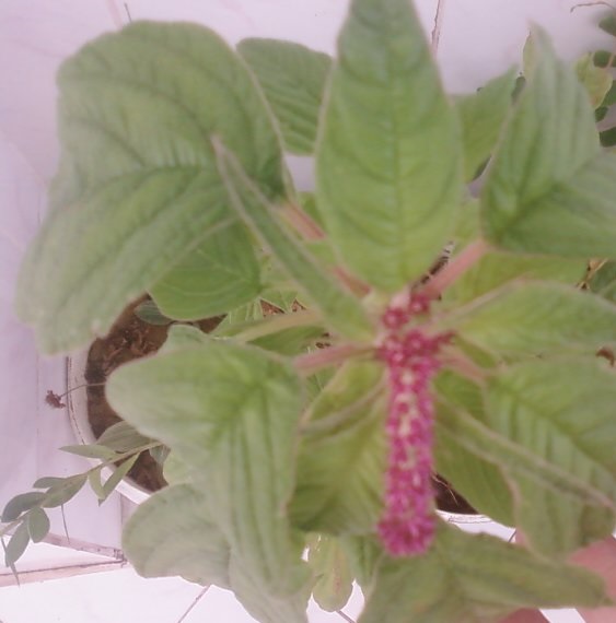 Name:  Fotoraf3400.jpg
Views: 3015
Size:  56.9 KB