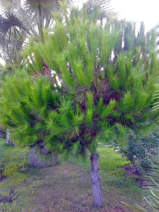 Name:  11.jpg
Views: 4619
Size:  77.1 KB
