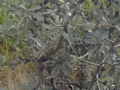 Name:  aa1.jpg
Views: 4316
Size:  59.5 KB
