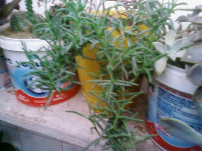Name:  Fotoraf3324.jpg
Views: 1004
Size:  43.6 KB