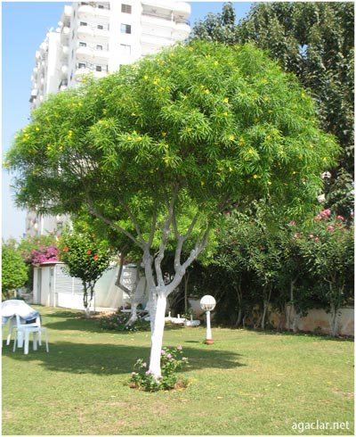Name:  bunedir5.jpg
Views: 2251
Size:  63.9 KB