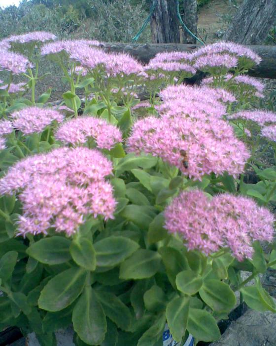 Name:  pembe iek.jpg
Views: 1915
Size:  71.8 KB