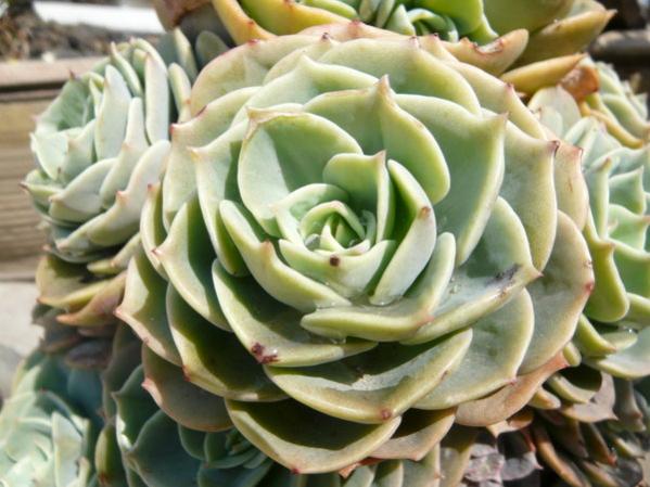 Name:  Cactus_Rose_by_shenhai.jpg
Views: 821
Size:  46.2 KB