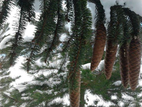 Name:  zFotoraf0281.jpg
Views: 1312
Size:  63.4 KB