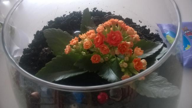 Name:  WP_20150216_028.jpg
Views: 3100
Size:  27.7 KB