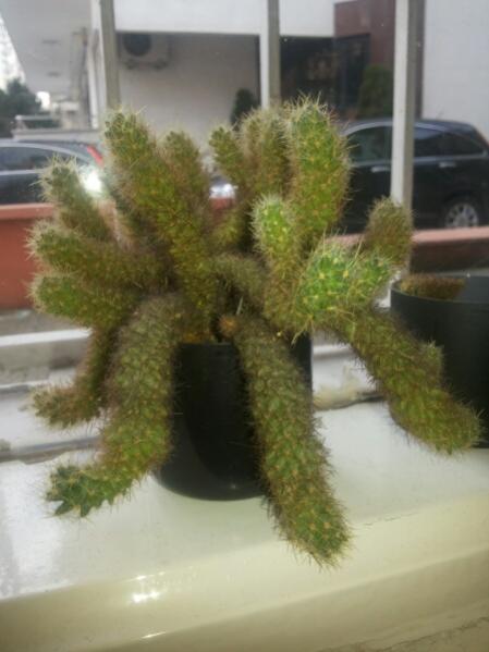 Name:  Name this cactus.jpg
Views: 4527
Size:  31.4 KB