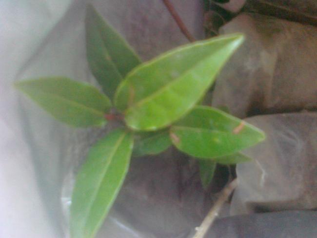 Name:  Kare500.jpg
Views: 2058
Size:  23.8 KB