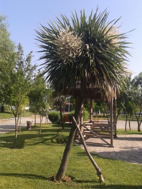Name:  20150523_085348.jpg
Views: 468
Size:  64.1 KB
