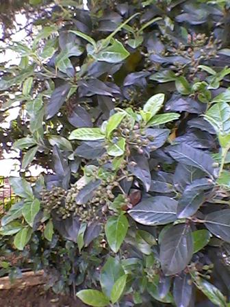 Name:  Fotoraf-0006.jpg
Views: 1340
Size:  41.2 KB