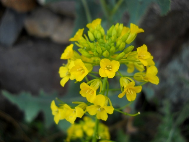 Name:  DSCN5740.JPG
Views: 8801
Size:  68.1 KB