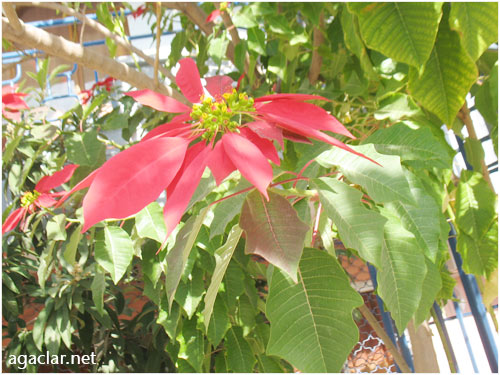 Name:  nedir7.jpg
Views: 5125
Size:  66.9 KB