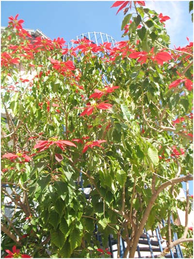 Name:  nedir8.jpg
Views: 6062
Size:  64.7 KB