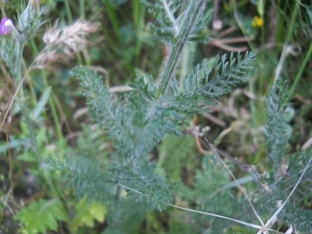 Name:  DSCN5976.jpg
Views: 5711
Size:  41.5 KB