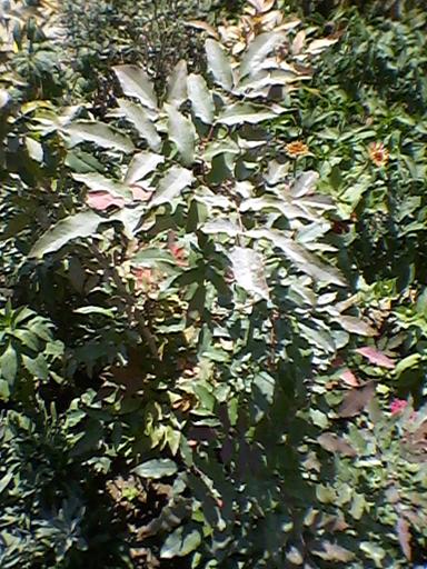 Name:  Fotoraf-0003.jpg
Views: 2090
Size:  62.7 KB