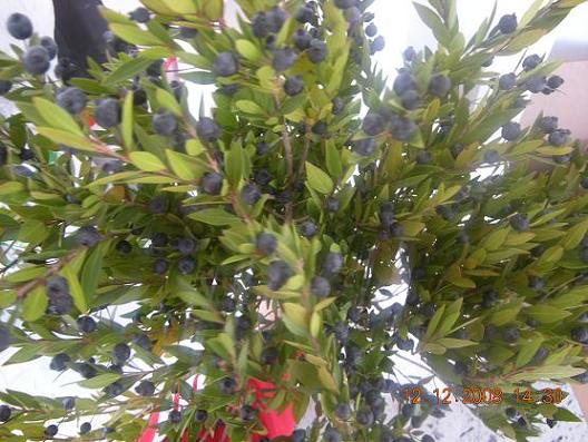 Name:  DSCN1019.JPG
Views: 3335
Size:  65.2 KB