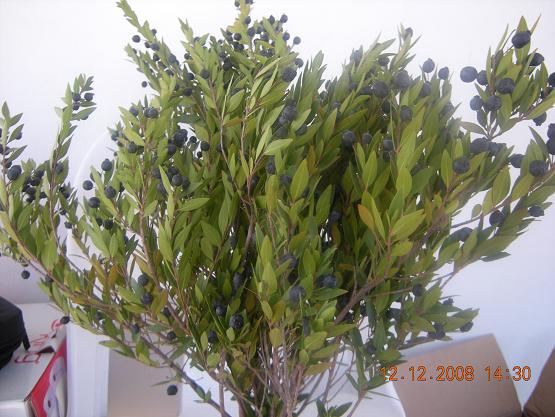 Name:  DSCN1018.JPG
Views: 7523
Size:  64.4 KB