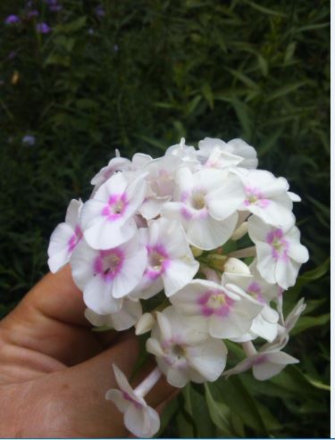 Name:  ne.JPG
Views: 684
Size:  33.8 KB