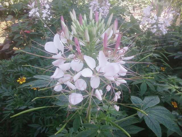 Name:  Fotoraf3543.jpg
Views: 5343
Size:  44.2 KB