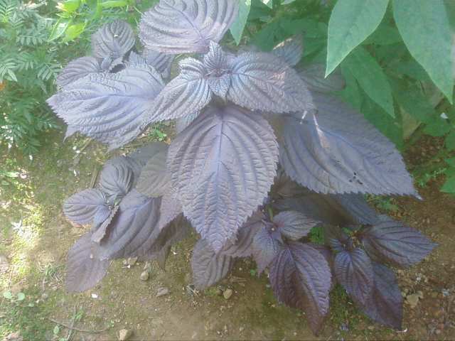 Name:  Fotoraf3545.jpg
Views: 5043
Size:  39.4 KB