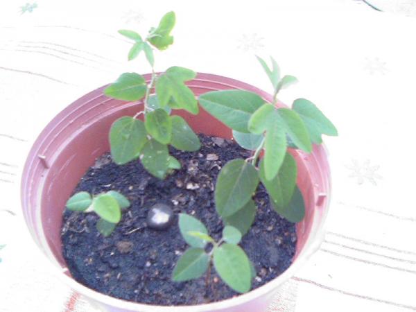 Name:  Photo-0372.jpg
Views: 2598
Size:  29.2 KB