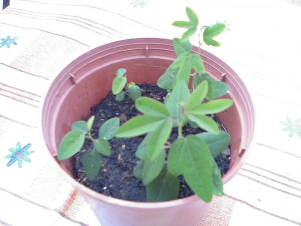 Name:  Photo-0373.jpg
Views: 2564
Size:  31.8 KB