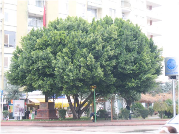 Name:  defnemi1.jpg
Views: 12323
Size:  60.1 KB